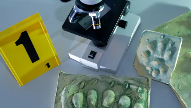 A microscope, some animal footprint casts, and a yellow number 1 sign