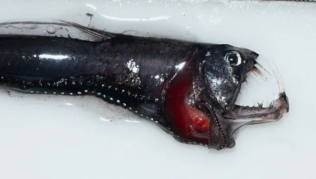 Pacific viperfish - thin, black and red fish with pointy teeth